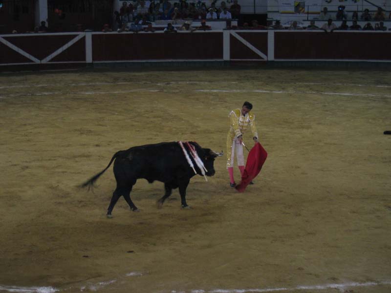 Bull-Fight-037